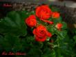 tn_gallery_9377_3963_23433.jpg