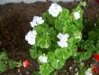 tn_gallery_9377_3963_24799.jpg