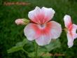 tn_gallery_9377_3963_383.jpg