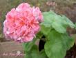 tn_gallery_9377_3963_8787.jpg