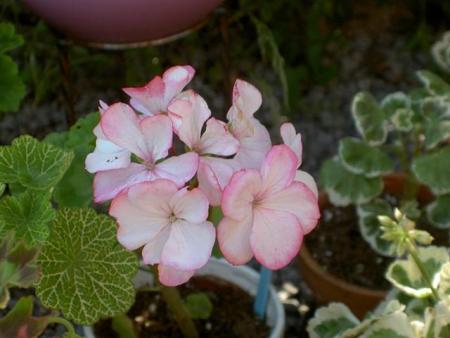 gallery_9377_3965_15855.jpg