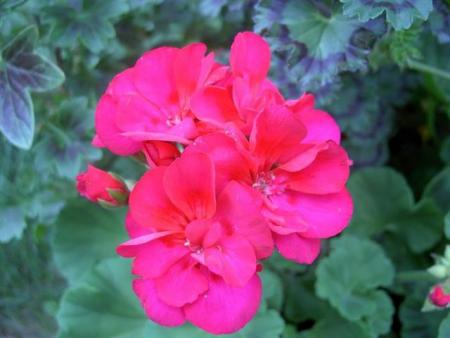 gallery_9377_3965_1792.jpg