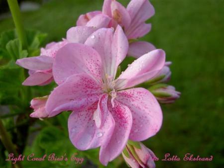 gallery_9377_3965_18275.jpg