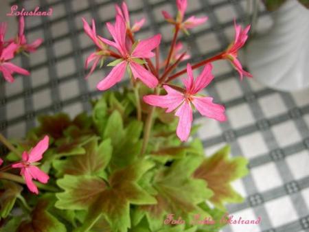 gallery_9377_3965_21084.jpg