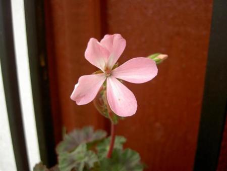 gallery_9377_3965_21434.jpg