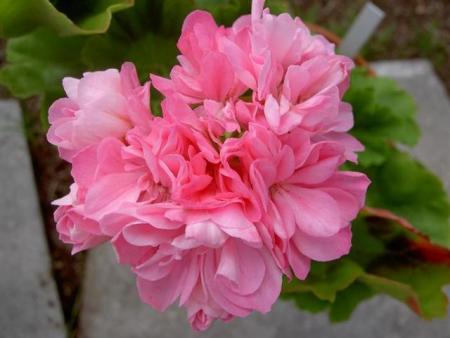 gallery_9377_3965_2442.jpg