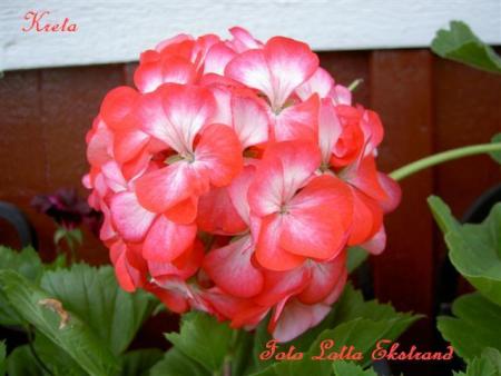gallery_9377_3965_27319.jpg