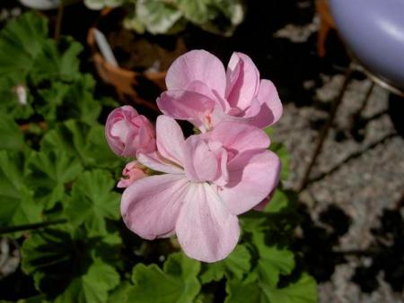gallery_9377_3965_35238.jpg