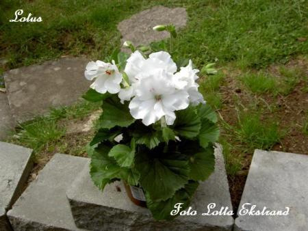 gallery_9377_3965_49790.jpg