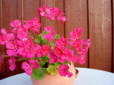 gallery_9377_3965_51830.jpg