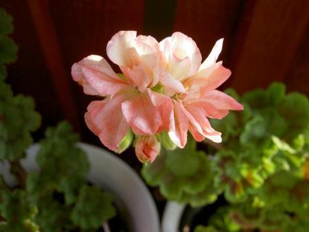 gallery_9377_3966_29793.jpg