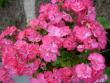 tn_gallery_9377_3965_218.jpg