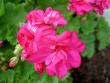 tn_gallery_9377_3965_34938.jpg