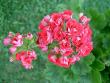 tn_gallery_9377_3965_41375.jpg