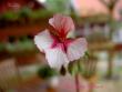 tn_gallery_9377_3965_4345.jpg