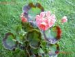 tn_gallery_9377_3965_58419.jpg