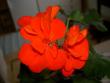 tn_gallery_9377_3965_9716.jpg