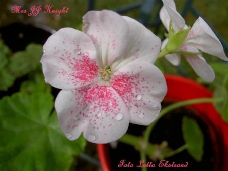 gallery_9377_3966_1093.jpg