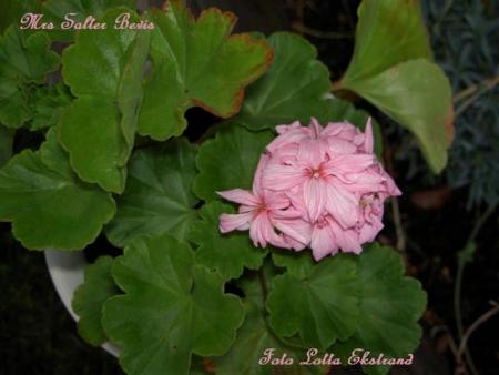 gallery_9377_3966_14155.jpg