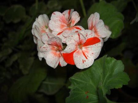 gallery_9377_3966_16316.jpg