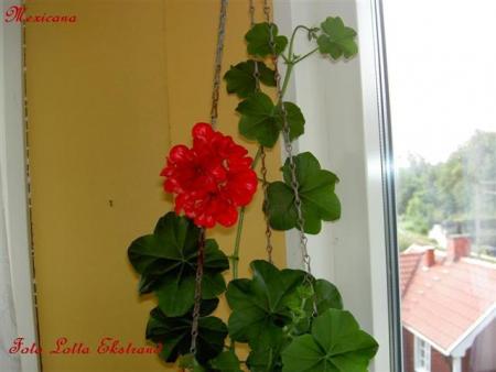 gallery_9377_3966_21870.jpg