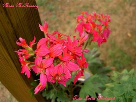 gallery_9377_3966_22816.jpg