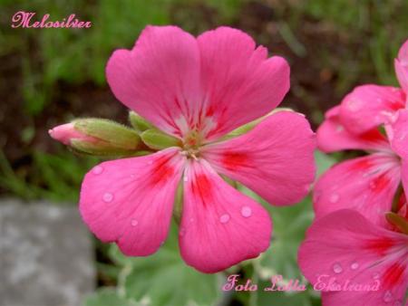 gallery_9377_3966_24304.jpg