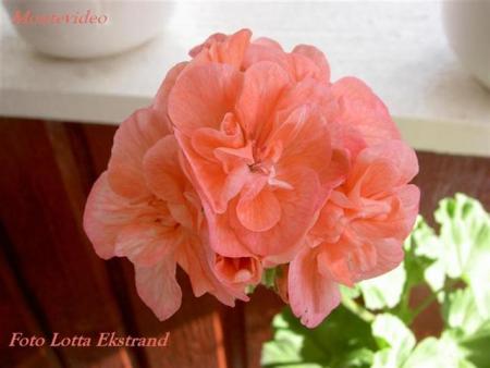gallery_9377_3966_26007.jpg