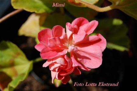 gallery_9377_3966_37664.jpg