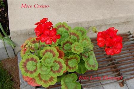 gallery_9377_3966_43486.jpg