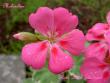 tn_gallery_9377_3966_24304.jpg