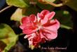 tn_gallery_9377_3966_37664.jpg