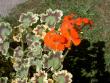 tn_gallery_9377_3966_42581.jpg