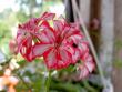 tn_gallery_9377_3966_44759.jpg