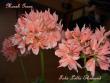 tn_gallery_9377_3966_885.jpg