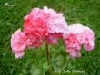 tn_gallery_9377_3966_9.jpg