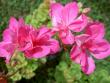 tn_gallery_9377_3966_9169.jpg