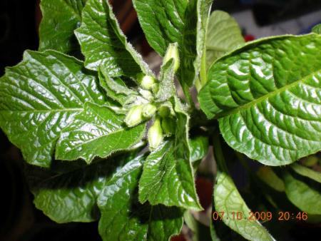 gallery_3363_82_77110.jpg