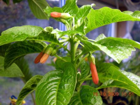 gallery_3363_82_85254.jpg