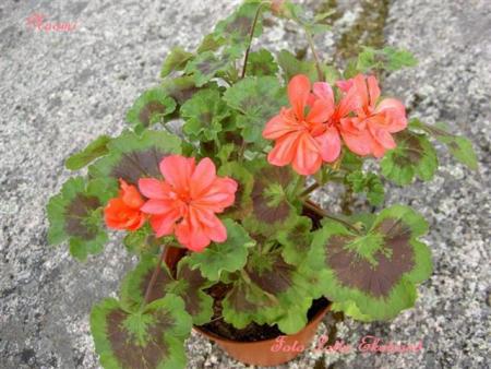 gallery_9377_3967_8370.jpg