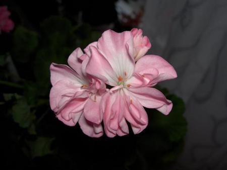 gallery_9377_3968_14154.jpg