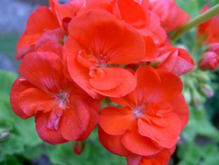 gallery_9377_3968_18306.jpg