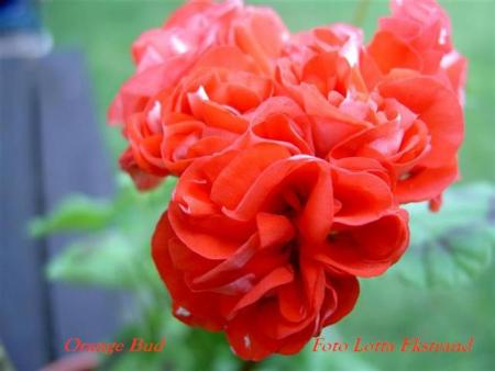 gallery_9377_3968_18826.jpg