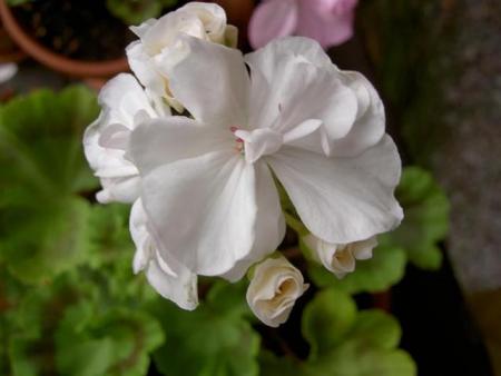 gallery_9377_3968_20520.jpg