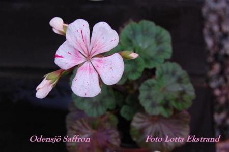 gallery_9377_3968_24197.jpg