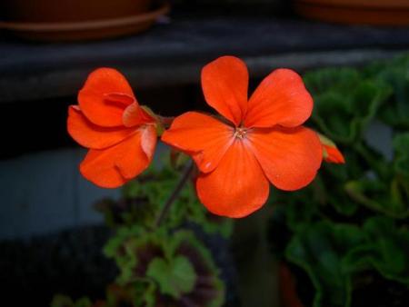 gallery_9377_3968_3560.jpg