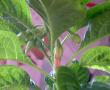 tn_gallery_3363_82_1022.jpg