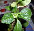 tn_gallery_3363_82_10926.jpg