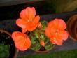 tn_gallery_9377_3967_14752.jpg
