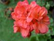 tn_gallery_9377_3968_22189.jpg